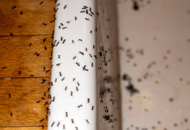 Best Affordable Pest Control Services  in Brighton, MI