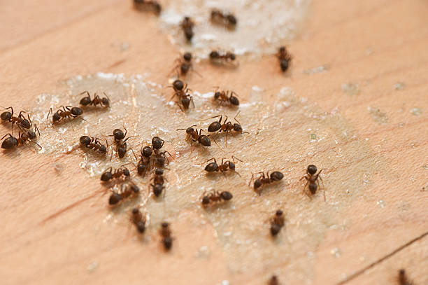 Best Flea Control Services  in Brighton, MI